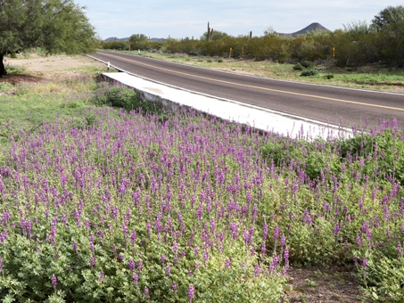 Lupinus arizonicus