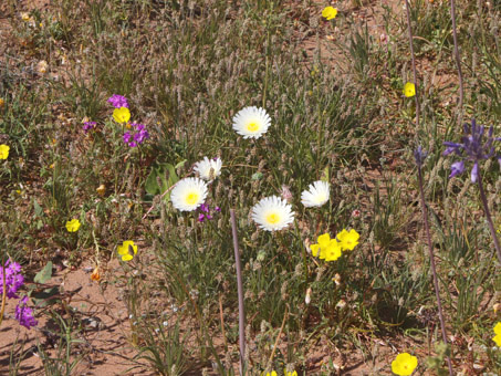 wildflowers