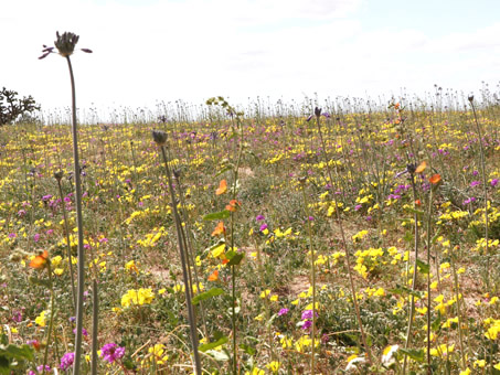 wildflowers