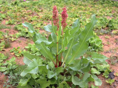 Desert Rhubarb