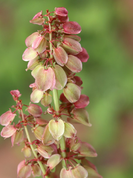 Rumex hymenosepala