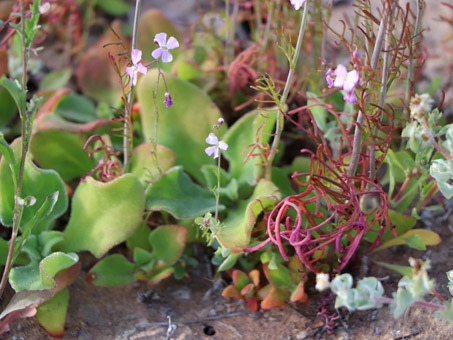 Angel Rock-Cress