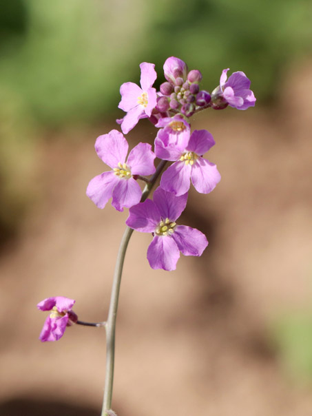 Sibara angelorum flowers