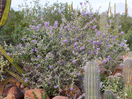 Baja California Nightshade