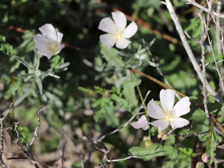 new sprouts in dunes