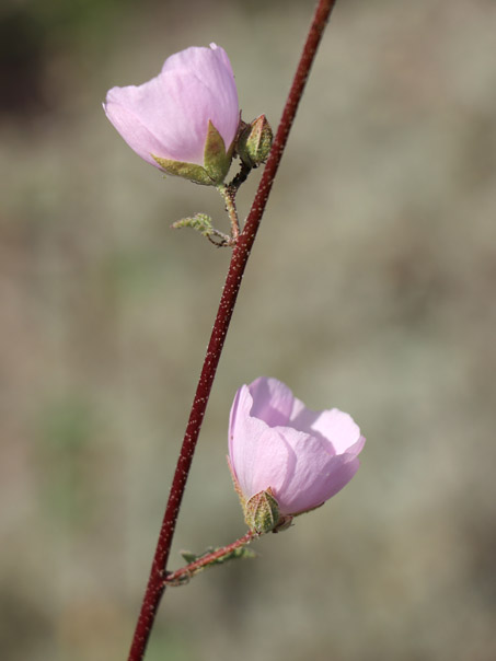 new sprouts in dunes