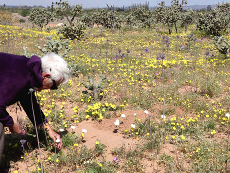 wildflowers