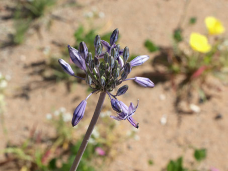 Blue sand-lily