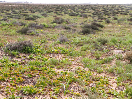 Desierto de Vizcaíno