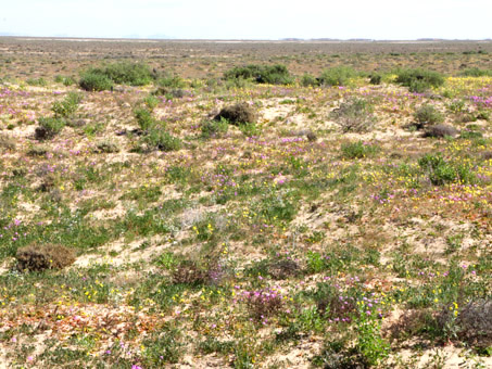 Desierto de Vizcaíno