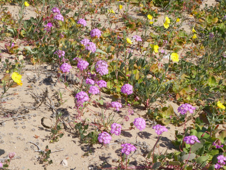 flores silvestres