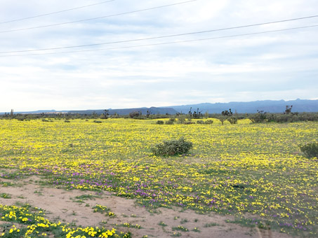 Carpet of wildflowers