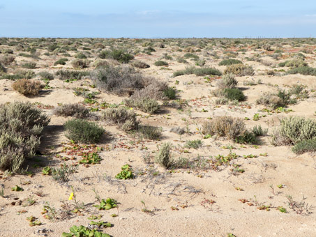 Dune plants