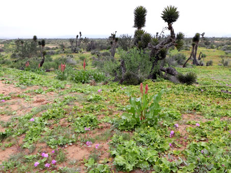 Rumex hymenosepala