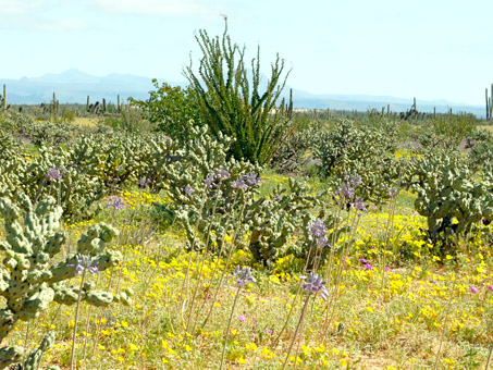 flores silvestres