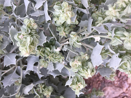 Flores pistiladas de Atriplex hymenelytra