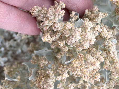 Flores estaminadas de Atriplex hymenelytra