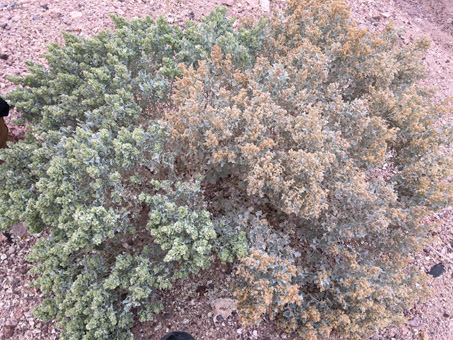 Pistillate and staminate flowers of Atriplex hymenelytra