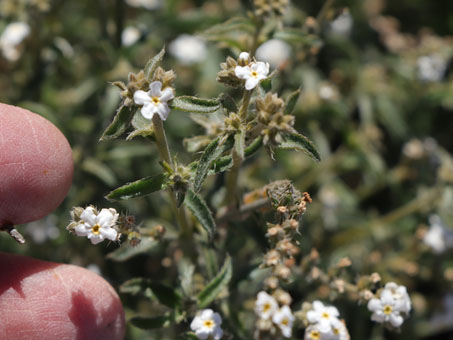 Las flores de una especies desconocida de Cryptantha