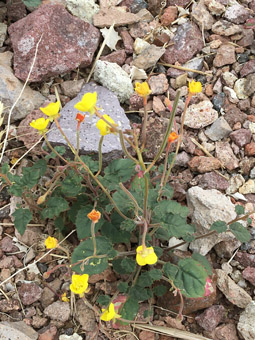 Heartlead Suncup plant in bloom