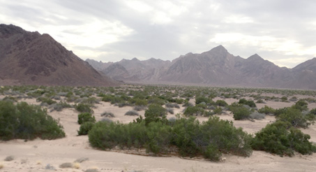 desert