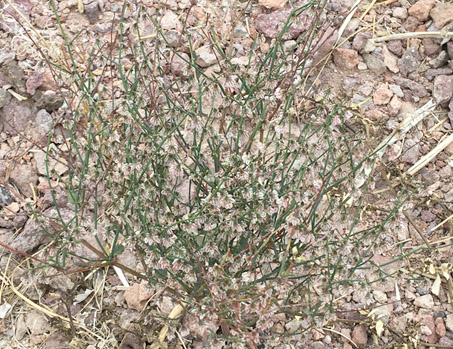 Skeletonweed plant