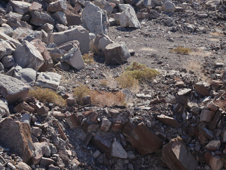 San Felipe Buckwheat desde lejos