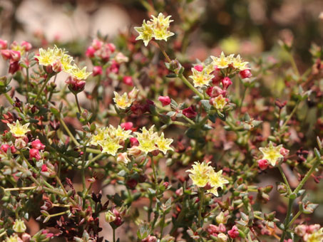 Closeup of flowers of San Felipe Buckwheat