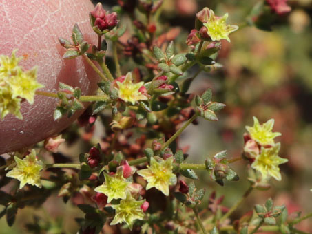 Closeup of flowers of San Felipe Buckwheat