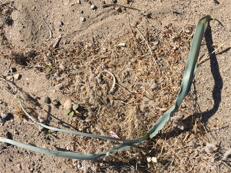 Desert lily leaves