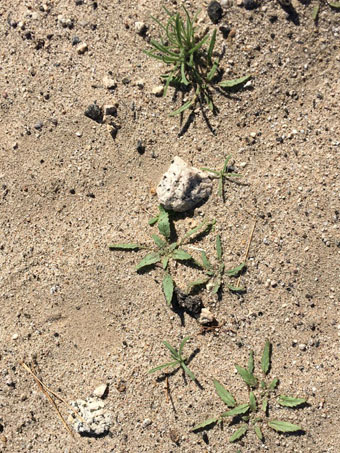 Wildflower sprouts