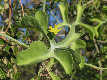 El melón coyote