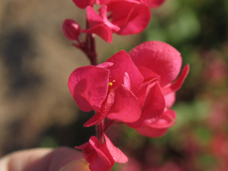 Coral vine flowers