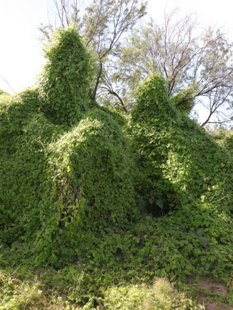 Bower formed by dense vines