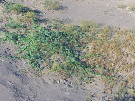 Bower formed by dense vines