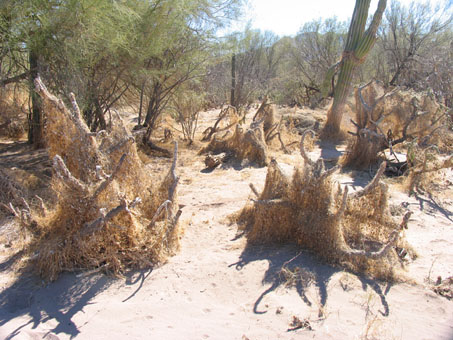 enredadera con soporte encima de los tallos de cactus