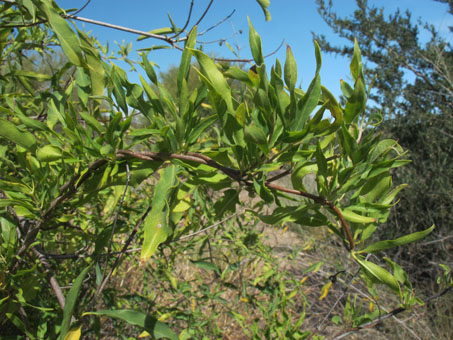 Butterfly vine stems twisting around self