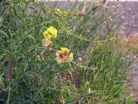 Gallineta con frutos y flores.