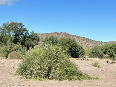 Una Gallineta que crece encima de otra planta