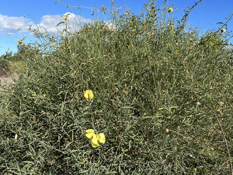 Una Gallineta que crece encima de otra planta