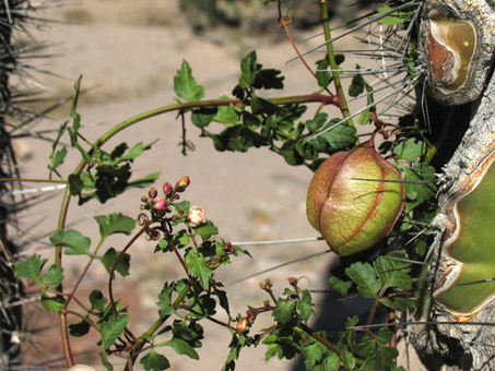 Balloon-vine plant