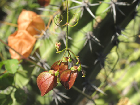 Balloon-vine