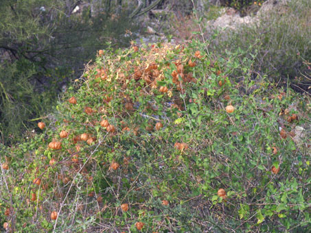 Balloon-vine plant