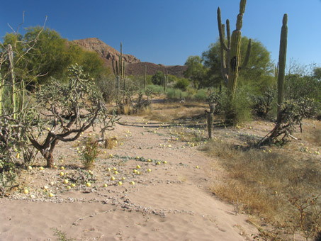 Baja California Coyote Melon