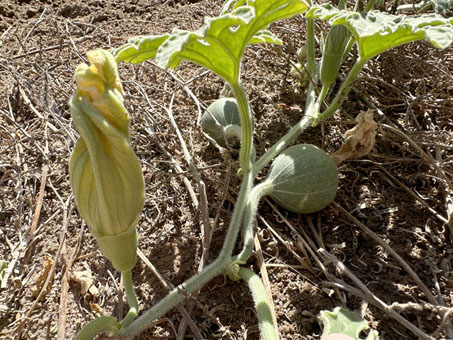 Baja California Coyote Melon