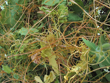 Large flower Dodder