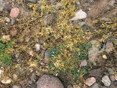 thready stems (haustoria) of parasitic Dodder