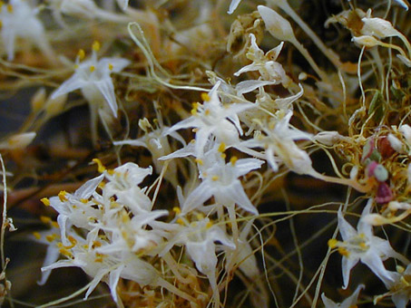 Reflexed Flat-Globe Dodder