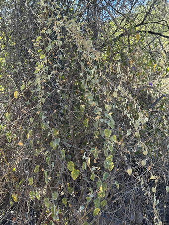 Enredaderas cuelgan de un árbol