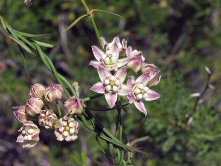 Climbing Milkweed in flower